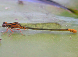 Lilypad Forktail